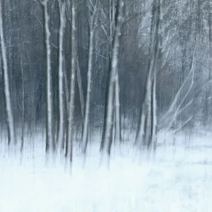 Winterschönheit mit schneebedeckten Bäumen