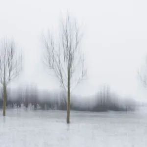 Winterschönheit mit Bäumen