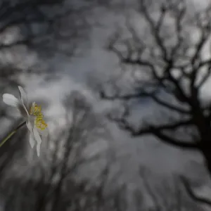 Holunderblume (Anemone nemorosa) Blüte aus niedrigem Winkel mit Baumkappen als Hintergrund, Oud Poelgeest, Oostgeest, Zuid-Holland, Niederlande - Gewinner in der Kategorie Pflanzen und Pilze des Groene Camera 2022 Foto-Wettbewerbs