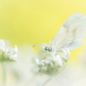 Wood White (Leptidea sinapis) butterfly on flower