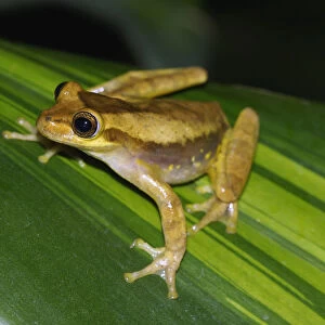 Yellow Cricket Treefrog (Hyla microcephala), Costa Rica