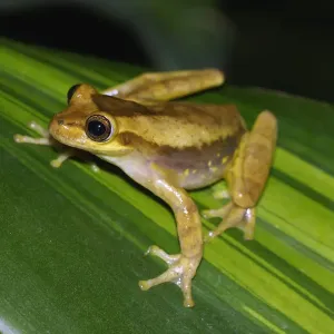 Yellow Cricket Treefrog Print, Costa Rica Yellow Cricket Treefrog Print, Costa Rica