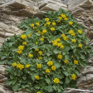 Yellow Rock Nettle (Eucnide bartonioides) flowering, Big Bend National Park, Texas Yellow Rock Nettle (Eucnide bartonioides) flowering, Big Bend National Park, Texas