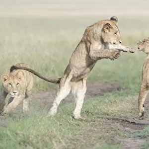 Three young African Lions (Panthera leo) playing together, Msai Mara National Reserve
