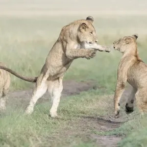 Drei junge afrikanische Löwen (Panthera leo), die sich zusammen spielen, in der Msai-Mara-Nationalpark Drei junge afrikanische Löwen (Panthera leo), die sich zusammen spielen, in der Msai-Mara-Nationalpark