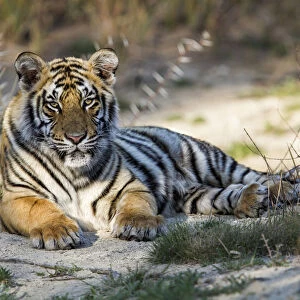 Young Bengal Tiger (Panthera tigris tigris) lying on the ground