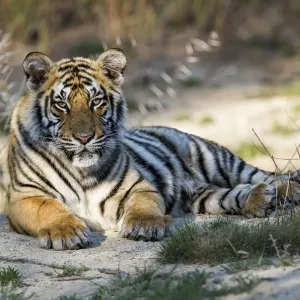 Young Bengal Tiger Print Young Bengal Tiger Print