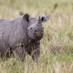 Junges Schwarzes Rindernasenrhinocer (Diceros bicornis),Masai-Mara-Nationalpark, Kenia Junges Schwarzes Rindernasenrhinocer (Diceros bicornis),Masai-Mara-Nationalpark, Kenia