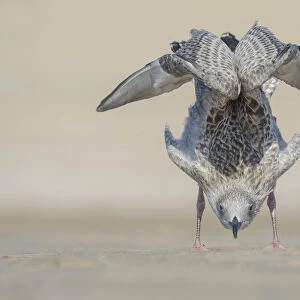 Young Herring Gull (Larus argentatus) behaves like a yoga instructor, The Netherlands