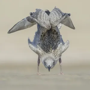 Gaviota de Hocico Blanco joven (Larus argentatus) se comporta como un instructor de yoga, Países Bajos.