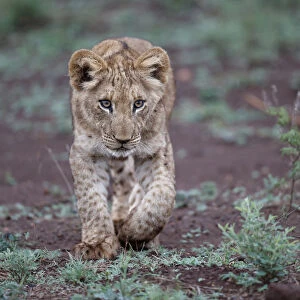 Young lion (Panthera leo) cub walking around in Zimanga Private Game Reserve in Kwa Zulu