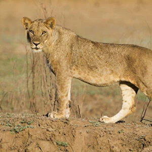 Young Lion (Panthera leo) male looking at the camera, Zimbabwe, Mashonaland