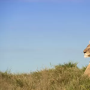 A young Lioness (Panthera leo) in her prime lies alert to her surroundings, Botswana