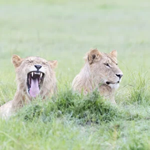 Two young Lions (Panthera leo) lying down, Masai Mara National Reserve, Kenya