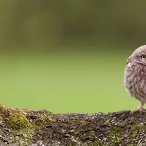 Young Little Owl (Athene noctua) forms itself into a round shape, feeling at ease
