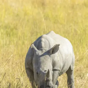 Junges Weib eines weißen Rindernasen (Ceratotherium simum), steht im Grünland Südafrika Junges Weib eines weißen Rindernasen (Ceratotherium simum), steht im Grünland Südafrika