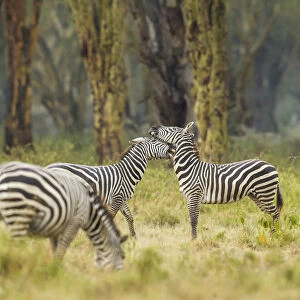 Zebra (Equus quagga), boehmi sub-species, fighing, Kenya, Lake Nakuru National Park