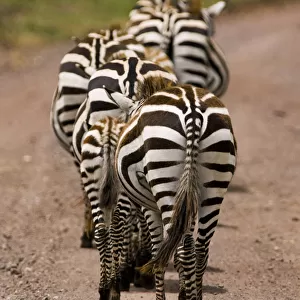 Zebra (Equus quagga) group of walking zebras, Ngorongoro Conservation Area, Tanzania
