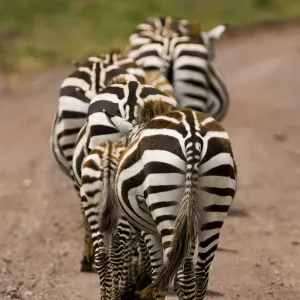 Zebraproduktionsgruppe aus laufenden Zebras im Ngorongoro-Nationalpark in der Nähe von Tansania