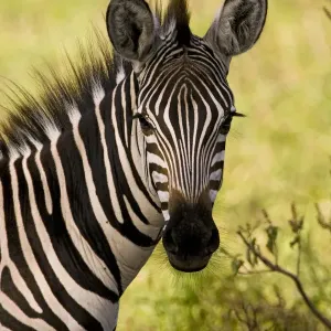 Zebraschaf (Equus quagga), See von Manyara, Tansania