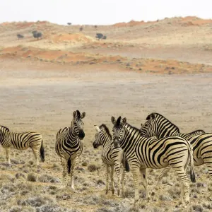 Zebraschafer Equus quagga steht im Feld, Naminia