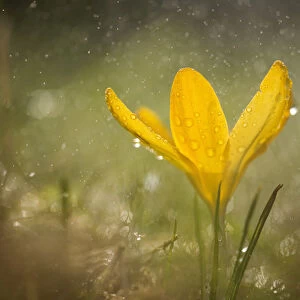 Crocus, yellow flower during rain showe