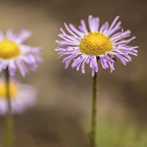 Fleabane, Aspen fleabane, Erigeron speciosus. Daisy like flowers with narrow