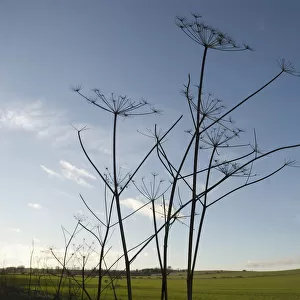 Hogweed, Heracleum sphondylium. Drying, skeletal stems of Hogweed silhouetted against