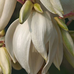 Yucca, Yucca filamentosa, Close up of white flowers growing outdoor
