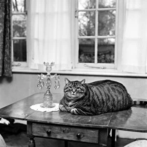 Animal Humour. A fat cat at his owners home. November 1969 Z11404-002