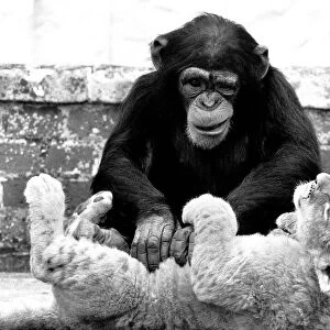 Animals friendships Chimpanzee Lion Cub July 1984 Mandy the 5 year old chimp
