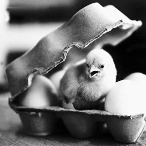 Chick in eggbox 1969 07 / 04 / 1969