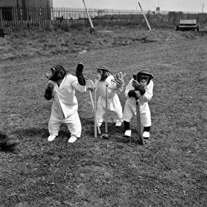 Chimpanzees playing Cricket. May 1953 D2836-002