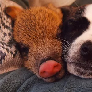 Piglet the Peccary sleeps with Swifty a 6 week old Jack Russell terrier