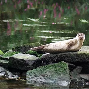 A seal spotted in the River Clyde at Dalmarnock sits on a rock