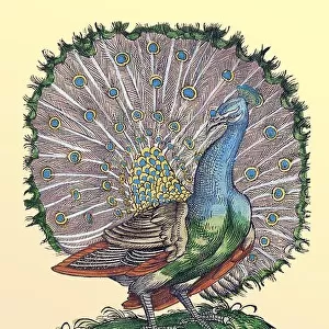 Peacock, Historiae Animalium, 16th Century
