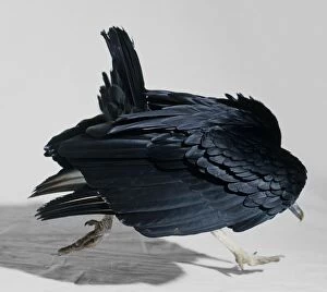 Black Vulture (Coragyps atratus) showing glossy black plumage