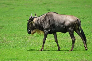 Wildebeest grazing in a meadow - Ngorongoro crater