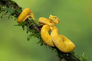 Tree Viper Related Images