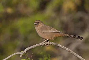 Aberts Towhee (Melozone aberti), California, USA