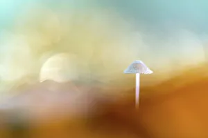 Creative Prints: Abstract, dreamy shot of a Mycena sp