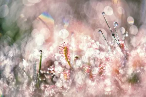 Abstract impression of Oblong-leafed sundew covered in morning dew, Beegderheide, Beegden, Limburg, The Netherlands Abstract impression of Oblong-leafed sundew covered in morning dew, Beegderheide, Beegden, Limburg, The Netherlands