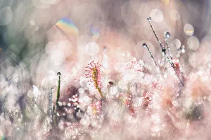 Abstract impression of Oblong-leafed sundew covered in morning dew, Beegderheide, Beegden, Limburg, The Netherlands