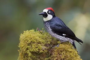 Picidae Prints: Acorn Woodpecker (Melanerpes formicivorus) male, Costa Rica