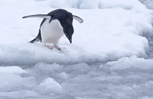 Adelie Penguin (Pygoscelis adeliae) looking for a safe spot to dive in near Esperanza Base