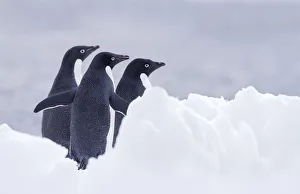Three Adelie Penguins (Pygoscelis adeliae) on Paulet Island, Antarctica Three Adelie Penguins (Pygoscelis adeliae) on Paulet Island, Antarctica