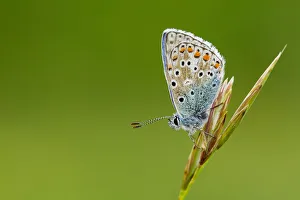 Adonis Blue on grass stem at dusk, Dorset, England