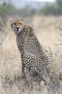 Adult cheetah (Acinonyx jubatus) in grassland, South Africa, Limpopo Adult cheetah (Acinonyx jubatus) in grassland, South Africa, Limpopo