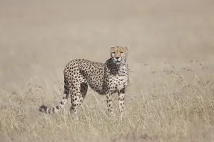 Hunting Prints: Adult male Cheetah (Acinonyx jubatus) looking for prey on an open grassy plain