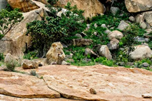 Low Angle View Prints: Adult male Lion (Panthera leo) resting on granite rocks, Nkomazi Game Reserve, Mpumalanga